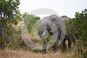 Grazing Africa elephant