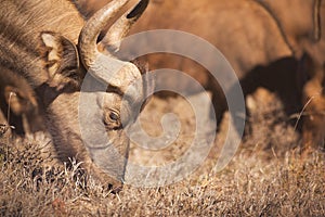 Grazing African buffalo in Addo Elephant NP, South Africa