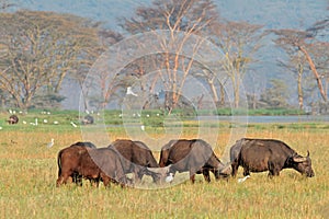 Grazing African buffaloes with egrets, Lake Nakuru National Park, Kenya