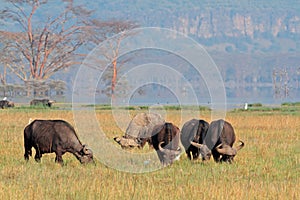 Grazing African buffaloes photo