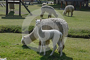 Grazing Alpacas on a private land.