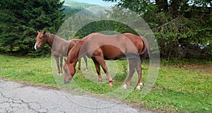 Grazing Animals on Dolomites Meadows, Italy