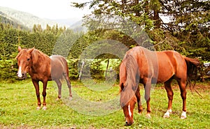 Grazing Animals on Dolomites Meadows, Italy