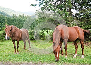 Grazing Animals on Dolomites Meadows, Italy