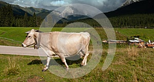 Grazing Animals on Dolomites Meadows, Italy