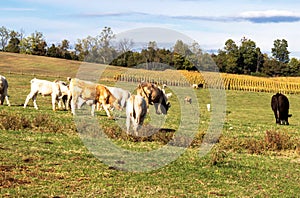 Grazing animals in a pasture
