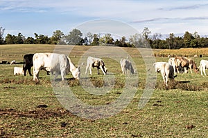 Grazing animals in a pasture