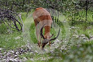 Grazing antelope