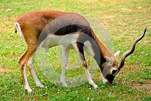 Grazing Antelope