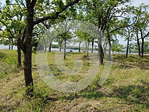 Grazing Area - Lake Nocona Texas