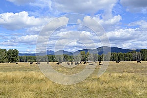 Grazing Beef Steers in Oregon