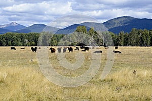 Grazing Beef Steers in Oregon