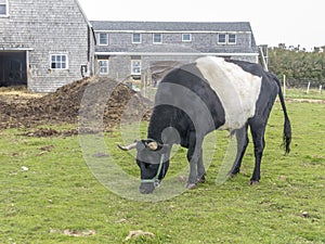 A grazing Belted Galloway Bull