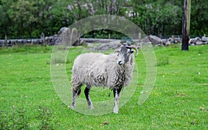 grazing big sheep on the meadow in Peak District