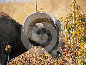 Grazing Bighorn Sheep