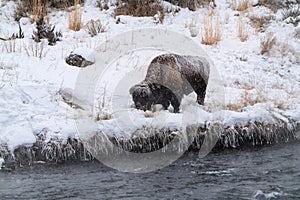 Grazing Bison