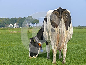 Grazing black pied cow from behind with number and dried manure on udder and buttocks, in a meadow.