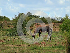 Grazing blesbok in an African game reserve