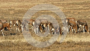 Grazing blesbok antelopes - South Africa