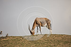 Grazing Blesbok, Damaliscus dorcas phillipsi