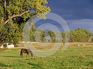 Grazing brown Horse