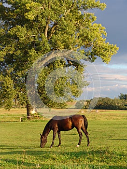 Grazing brown Horse