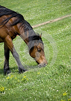 Grazing brown horse