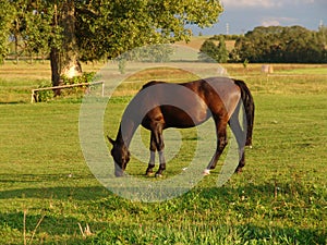 Grazing brown Horse on the green Field