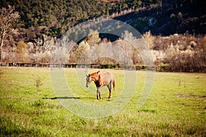 Grazing brown Horse on the green Field