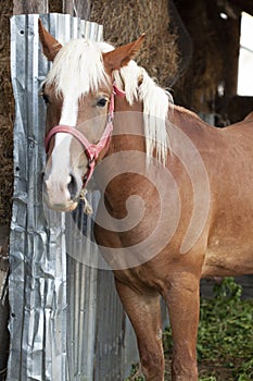 Grazing brown horse on a green field. A brown horse grazing tethered in a field. Horses eat on a green pasture. A brown horse in a