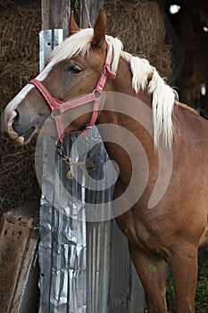 Grazing brown horse on a green field. A brown horse grazing tethered in a field. Horses eat on a green pasture. A brown horse in a