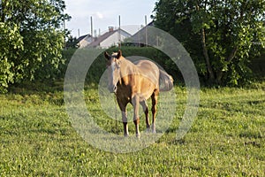 Grazing brown horse on the green Field.