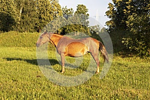 Grazing brown horse on the green Field.