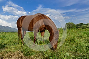 Grazing brown horse on a green grassy meadow in Slovenia