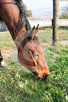 grazing brown horse