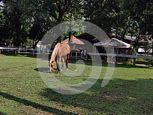 grazing brown horse on the shiny day