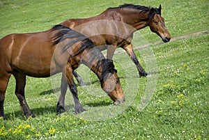 Grazing brown horses photo