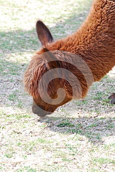 Grazing Brown Llama on a Farm Eating Grass