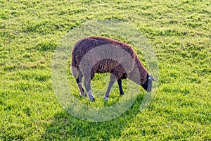 Grazing brown sheep in backlit