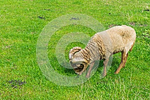 Grazing brown tup sheep in grass pasture