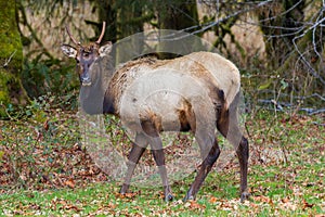 Grazing Buck Elk