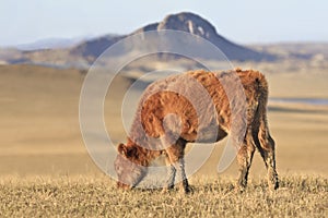 Grazing calf in a prairie, Inner Mongolia, Hebei, Mulan Weichang, China