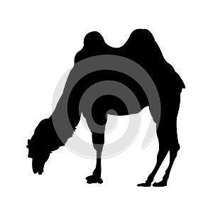 Grazing Camel Silhouette on White Background