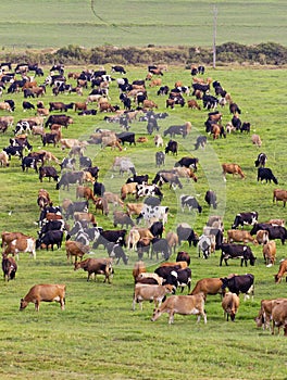 Grazing cattle