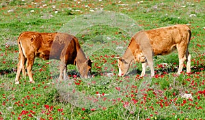 Grazing cattle