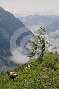 Grazing cattle in Austrian National Park Hohe Tauern