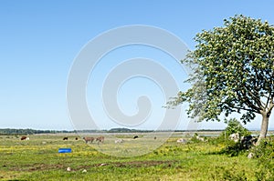 Grazing cattle in a beautiful coastland by spring season