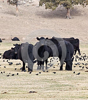 Grazing Cattle and Blackbirds