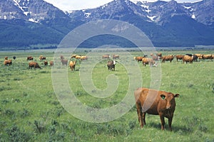 Grazing cattle, Centennial Valley, MT