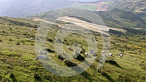 Grazing cattle with cultivated fields in the background